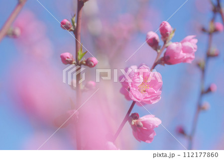 桃の花 112177860