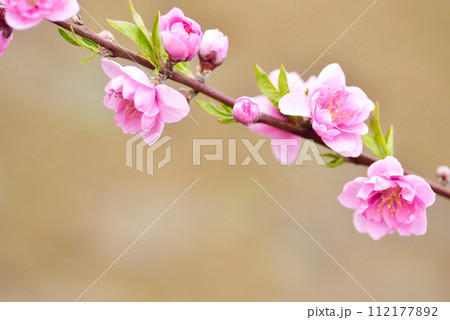 桃の花 桃の花 112177892