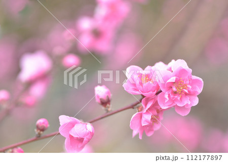 桃の花 112177897
