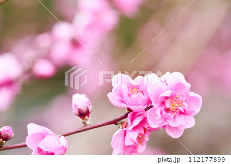 桃の花 112177899