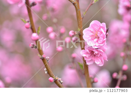 桃の花 112177903