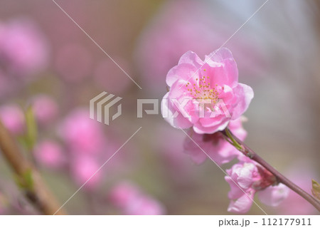 桃の花 112177911