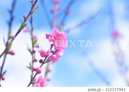 桃の花 112177981