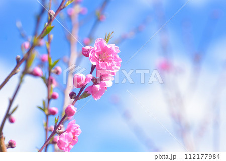 桃の花 112177984
