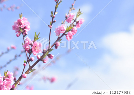 桃の花 112177988