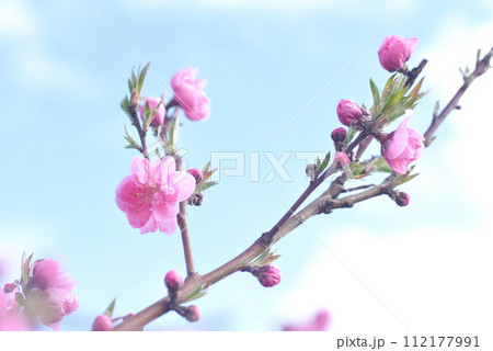 桃の花 112177991