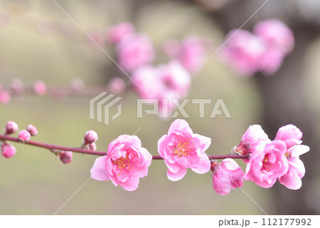 桃の花 112177992