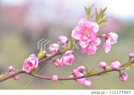 桃の花 桃の花 112177997