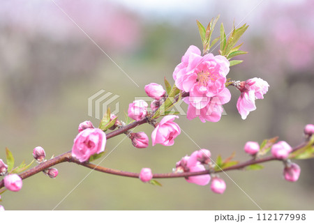 桃の花 桃の花 112177998