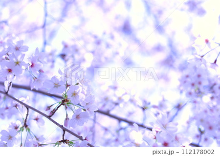 桜 桜 112178002