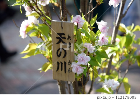 大阪 造幣局 桜の通り抜け 天の川 大阪 造幣局 桜の通り抜け 天の川 112178005