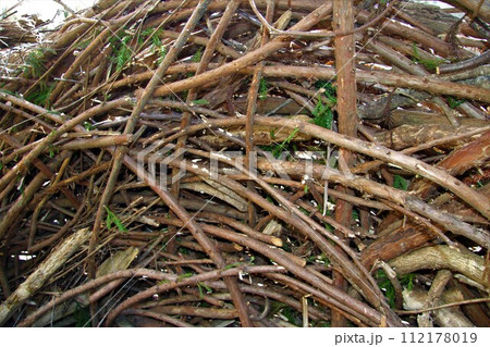 面白いブッシュの編み込み 112178019