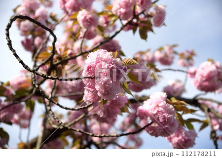 大阪　造幣局　桜の通り抜け　衣笠の花びら 112178211