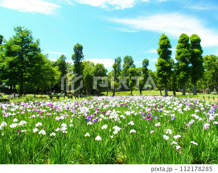 満開の花ショウブ咲く初夏の水元公園の菖蒲田風景 満開の花ショウブ咲く初夏の水元公園の菖蒲田風景 112178285
