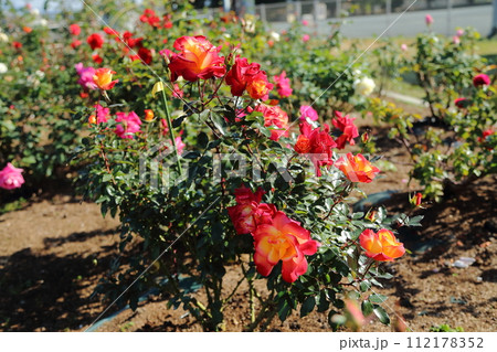 荒尾市　おもやい市民花壇　バラの花、 112178352
