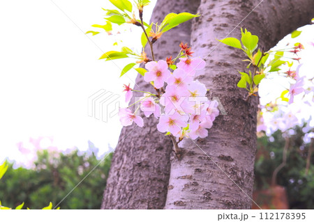 桜 112178395