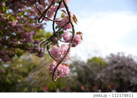大阪 造幣局 桜の通り抜け 桜 大阪 造幣局 桜の通り抜け 桜 112178611
