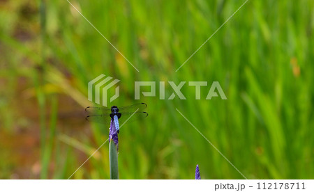 シオカラトンボのいた夏 112178711