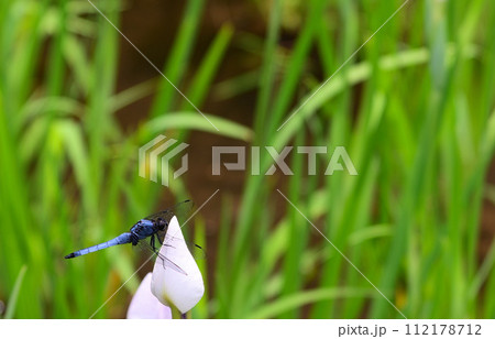シオカラトンボのいた夏 112178712