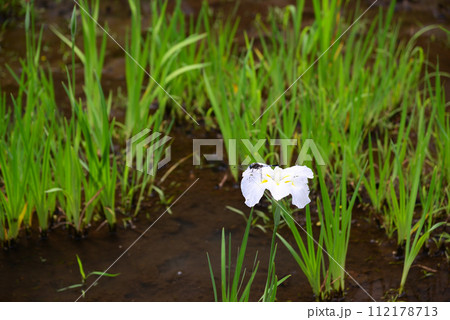 シオカラトンボのいた夏 112178713