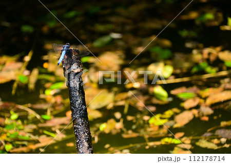 シオカラトンボのいた夏 シオカラトンボのいた夏 112178714
