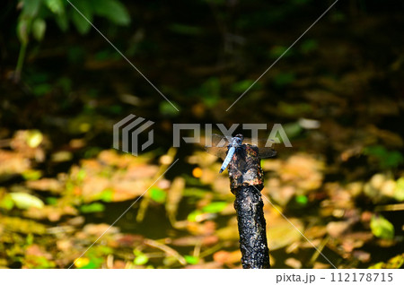 シオカラトンボのいた夏 112178715