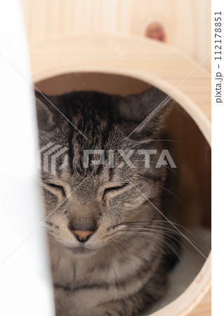 小屋の中で眠る猫 サバトラ猫 小屋の中で眠る猫 サバトラ猫 112178851