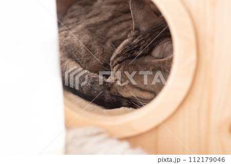 小屋の中で眠る猫 サバトラ猫 小屋の中で眠る猫 サバトラ猫 112179046