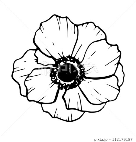 Beautiful anemone flower vector illustration. Wildflower poppy for coloring pages, stylish floral designs, greeting cards and wedding invitation with hand drawn graphic black and white element 112179187