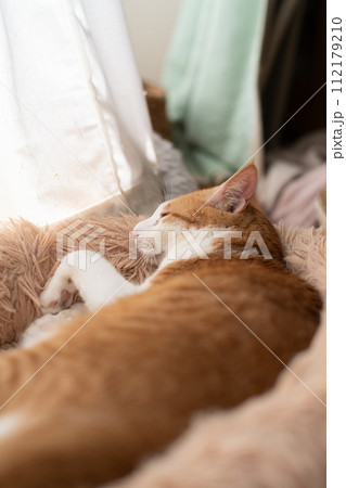 眠る猫　茶トラ白 112179210
