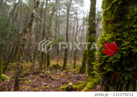 苔の上の紅葉 112179212