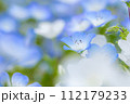 ネモフィラ畑 112179233
