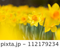 水仙の花 112179234