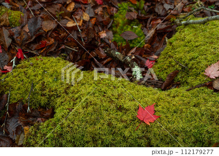 苔の上の紅葉 苔の上の紅葉 112179277