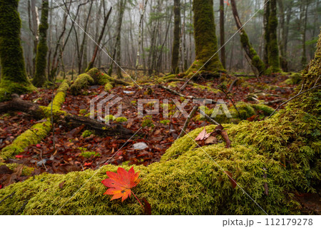 苔の上の紅葉 苔の上の紅葉 112179278