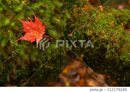 苔の上の紅葉 苔の上の紅葉 112179280