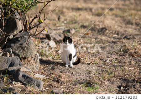 座っている猫 黒白猫 座っている猫 黒白猫 112179283