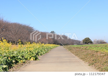 菜の花の咲く幸手市の権現堂の風景 菜の花の咲く幸手市の権現堂の風景 112179347