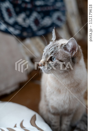 見つめる猫 見つめる猫 112179618