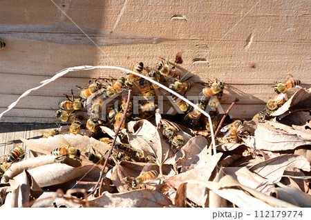 ミツバチの日が近づいてきて、ミツバチが活動を始めたみたいだ 112179774