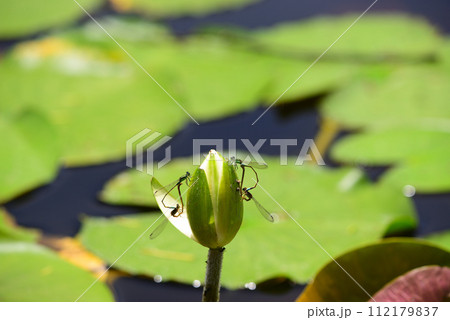 イトトンボ 112179837