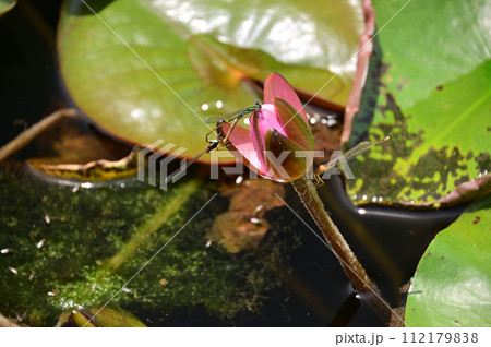 イトトンボ 112179838