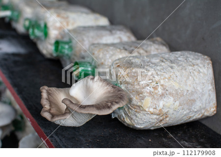 Oyster mushroom in mushroom cultivation cultivation farm 112179908