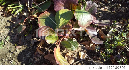 可愛い紫色の小さな花はヒマラヤユキノシタの花 112180201