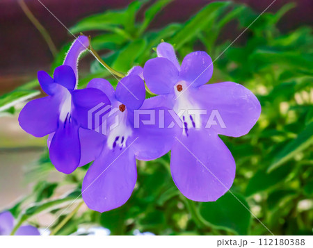 ストレプトカーパスの可憐な紫色の花 112180388