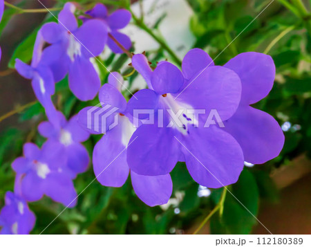 ストレプトカーパスの可憐な紫色の花 112180389