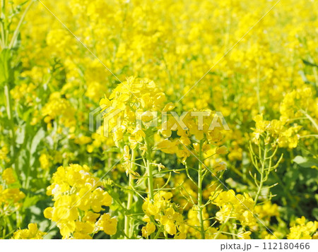 春の陽射しを浴びる菜の花 春の陽射しを浴びる菜の花 112180466