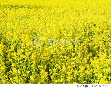 一面に広がる菜の花畑 一面に広がる菜の花畑 112180468
