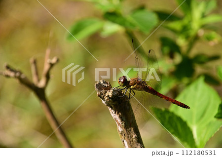 アキアカネ 112180531