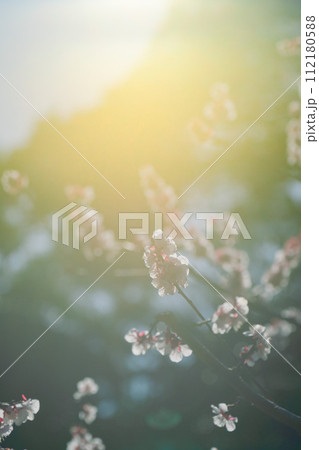 日本庭園に咲くきれいな梅の花 日本庭園に咲くきれいな梅の花 112180588